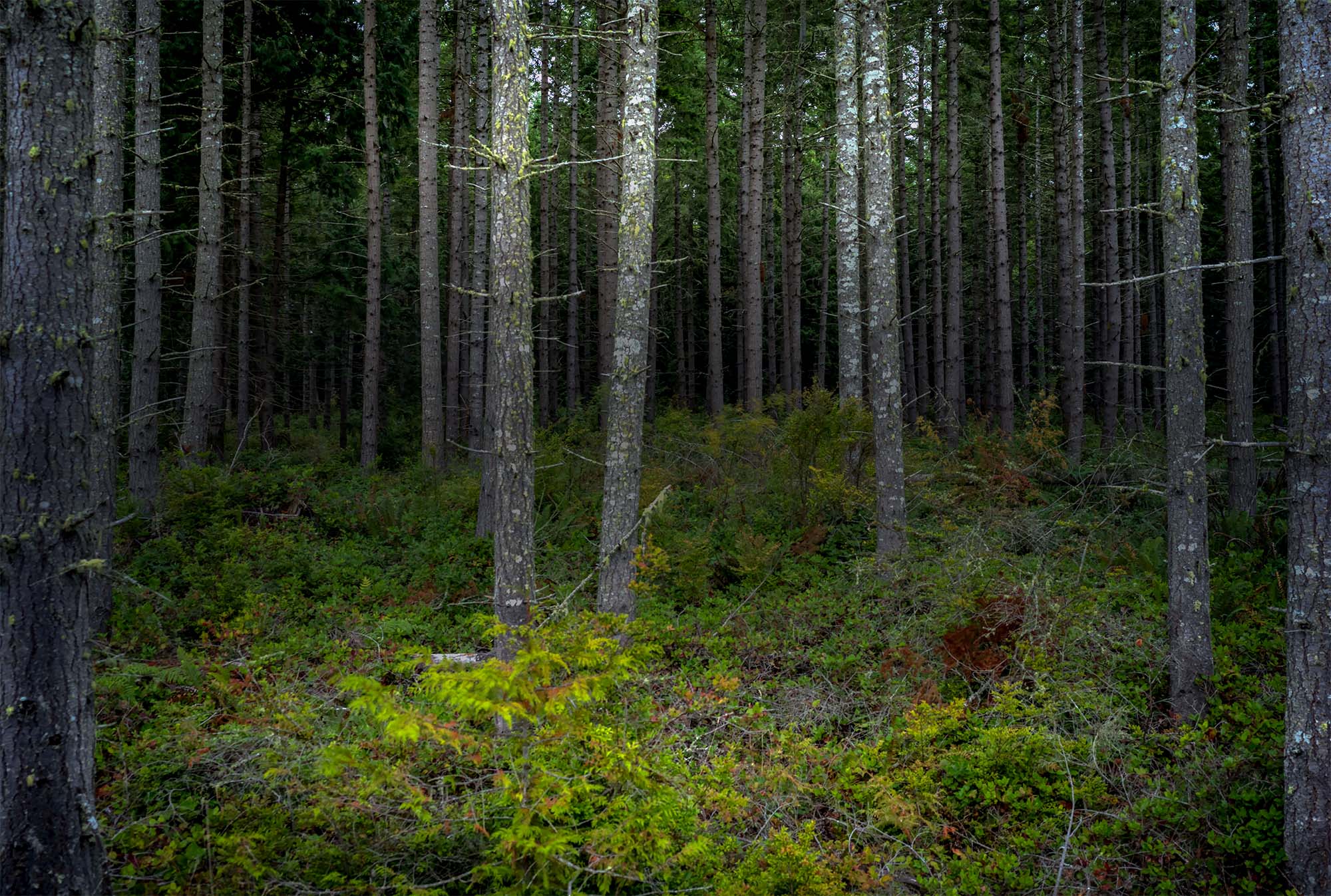 Forest management operations