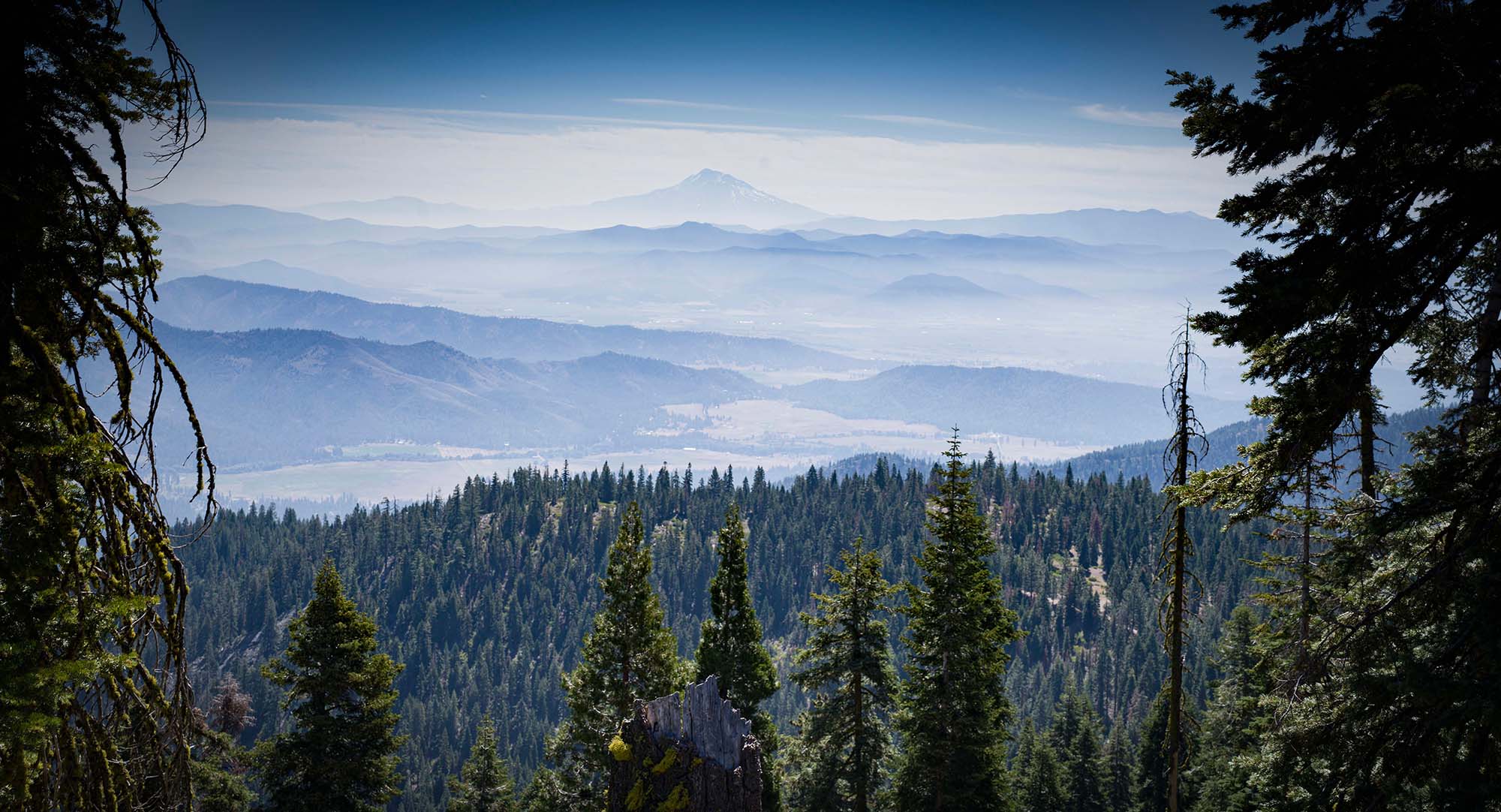Forestland investment portfolio